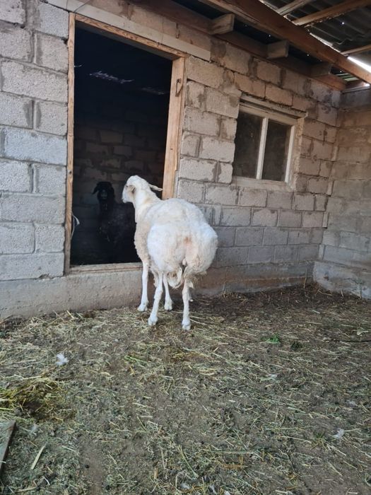 Қошқар сатылады.