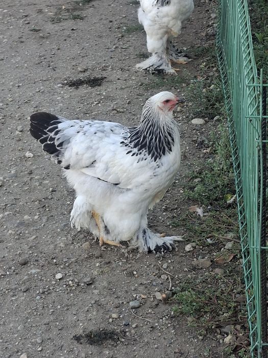 Pui brahma de vânzare