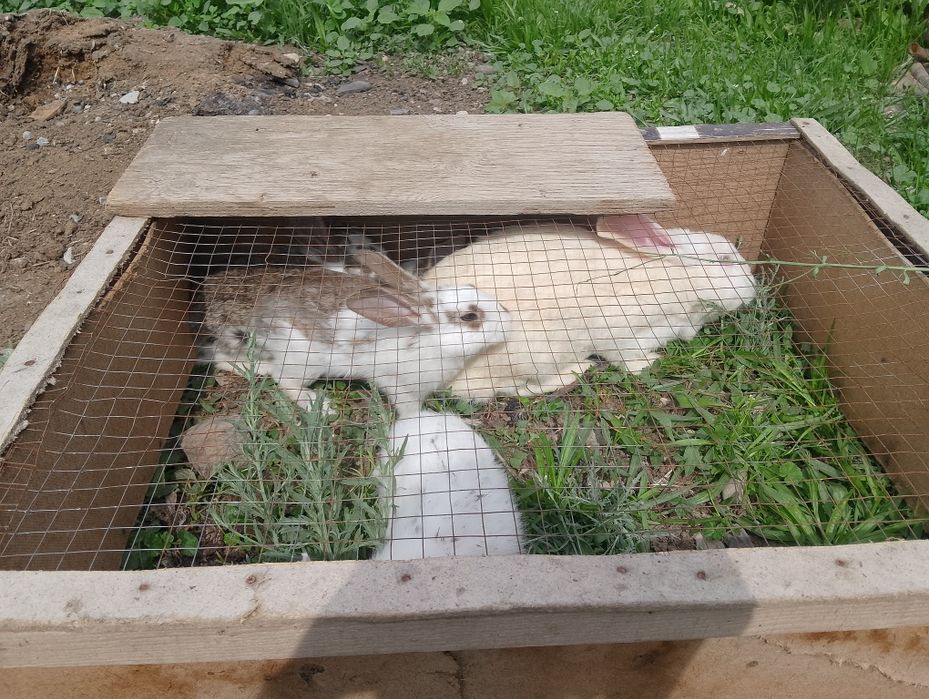 кролик крольчата