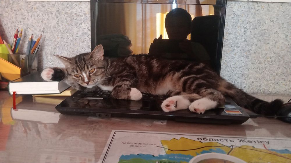 Ищу кота для кошки