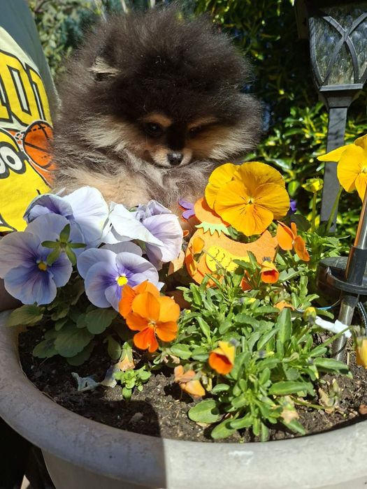 Померан момченце