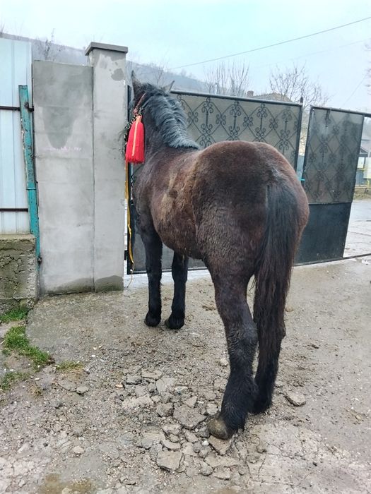 Vând sau schimb o manza de 1 an