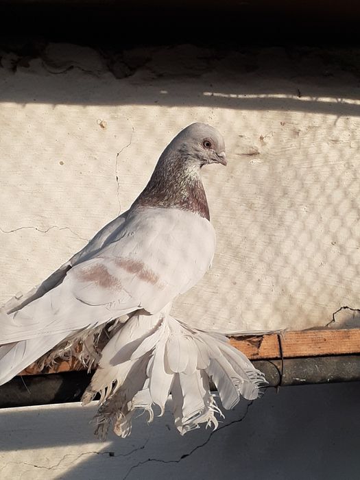 Продам голубей !