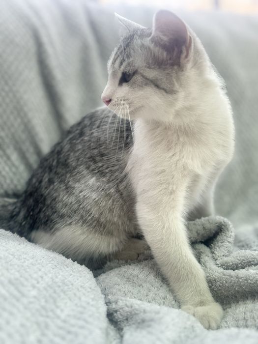 Mushuk sotiladi skotish strayd (metis)