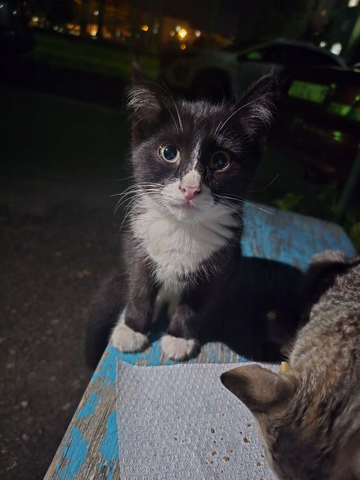 Отдам котят в хорошие руки