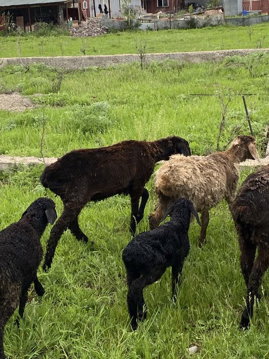 Продам баранов.