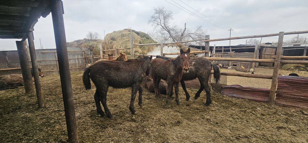 Продам жабағушек