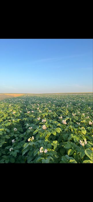 Cartofi consum (Romania)