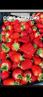 Предлагам Целогодишен расад ягуде и малини