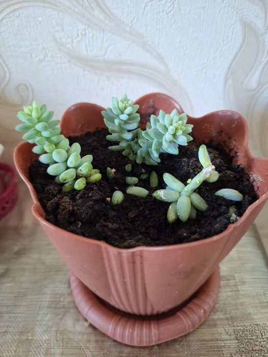 Седум  (очиток) Моргана