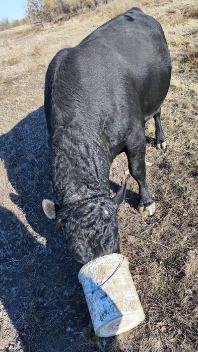 Продам быка два года