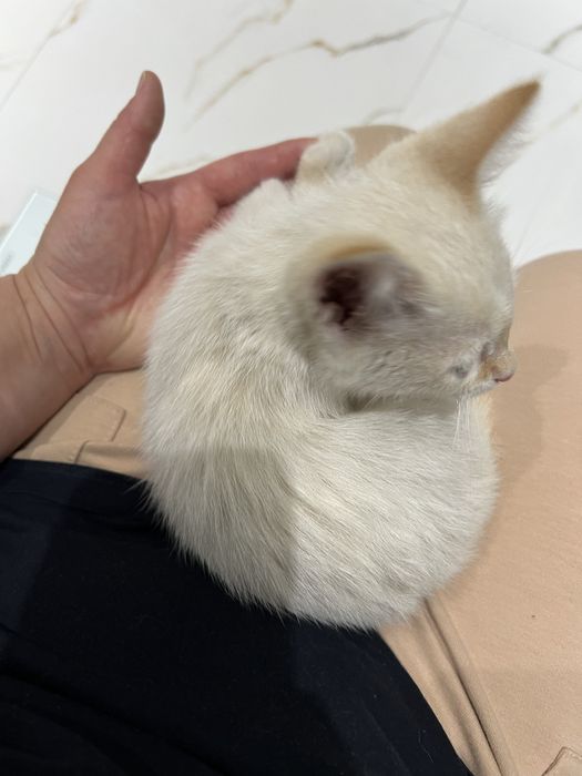 Ищем дом котенку
