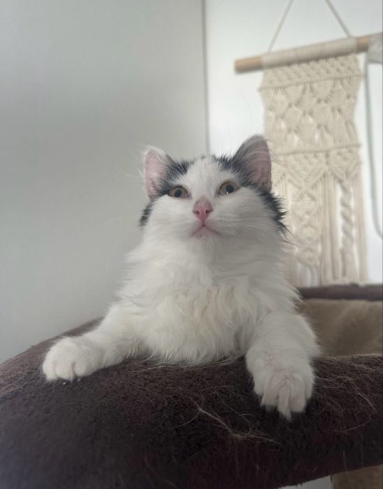 Котенок Шушу ищет семью