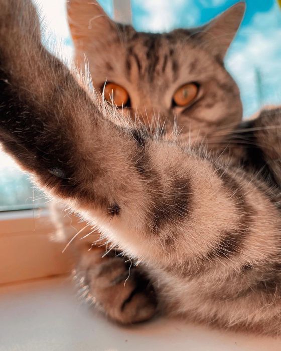 Отдам кошку шотландец