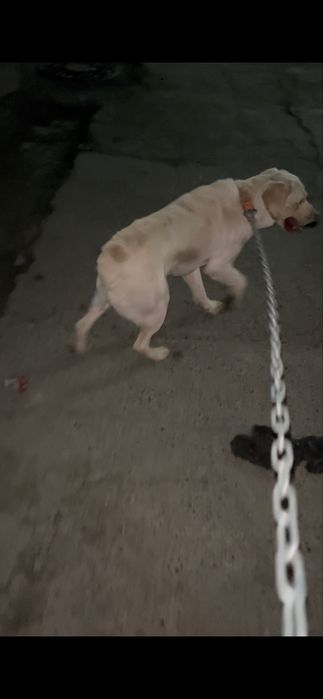 Лабрадор Самарканд кучук собака