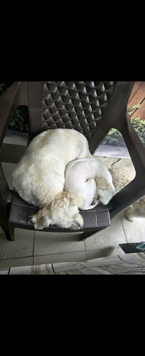Cateluse bichon adoptie Bucuresti