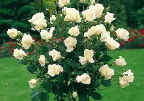 Butas(Răsad) Trandafir Japonez Hibiscus Sinensis,Rosu,Roz,Alb,Mov,Galb