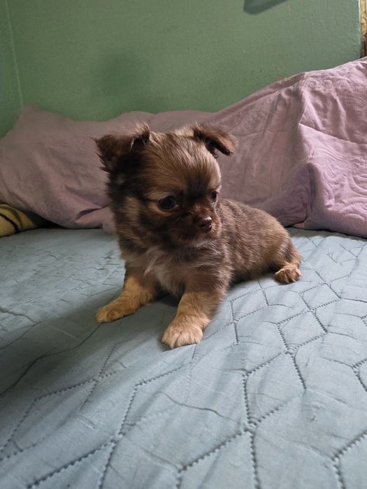 Чихуахуа момичета