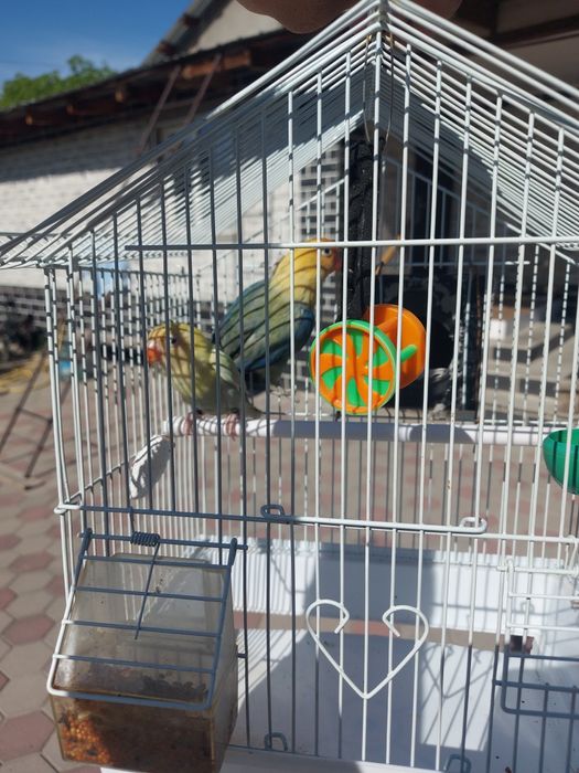 Красивые Неразлучники