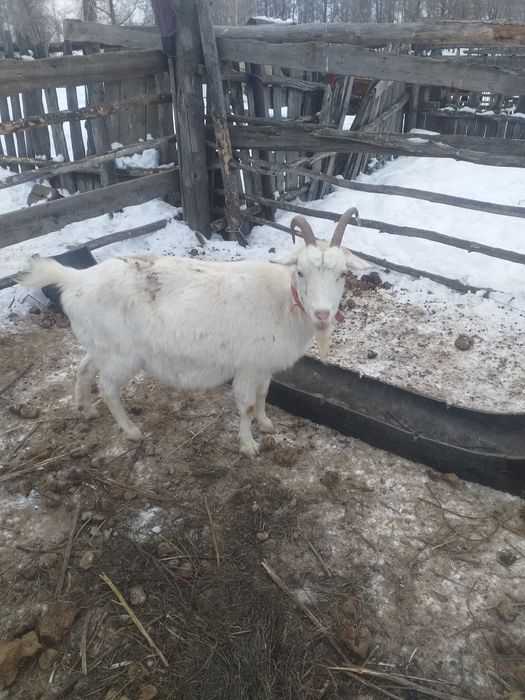 Продам дойных коз