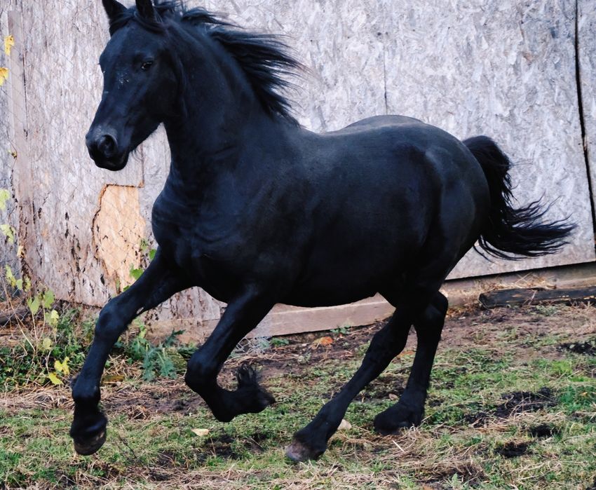 Frizian/Friesian, armasar (manz) /Pedigree/pasaport/Bert 411/jasper366