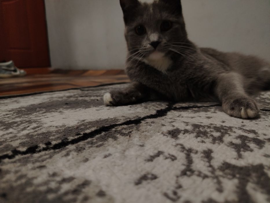 Mushuk zotli BRITISH shirt hair