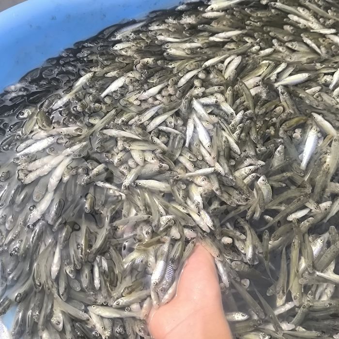 Малек 400 теньге