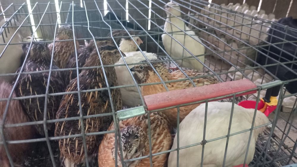 Vând prepelițe ouătoare