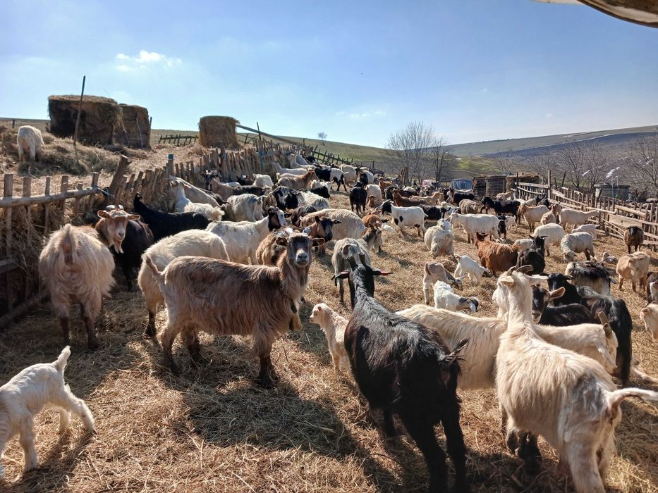 Vand capre cu si fara iezii!