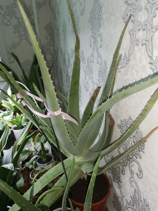 Продам комнатный цветок Алоэ.