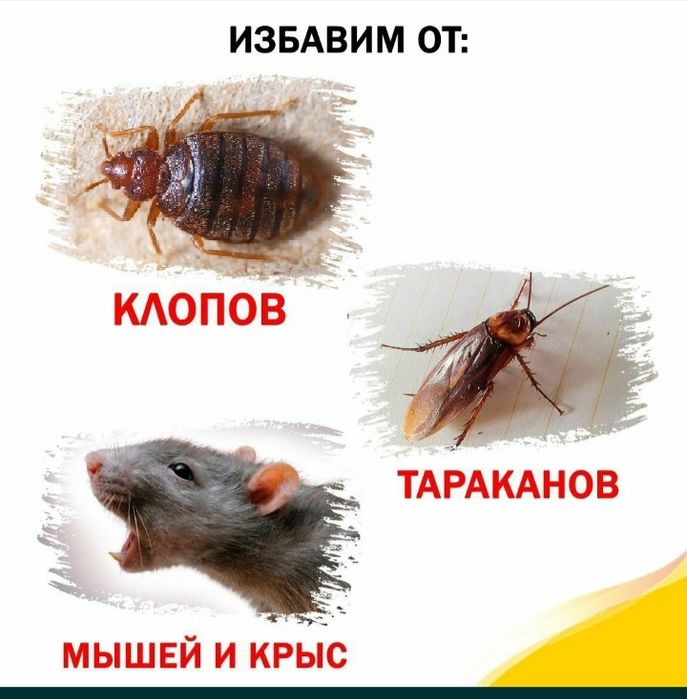 Дезинфекция 24/7