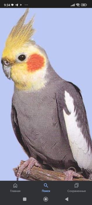 Попугай Корела 1год 2меситца