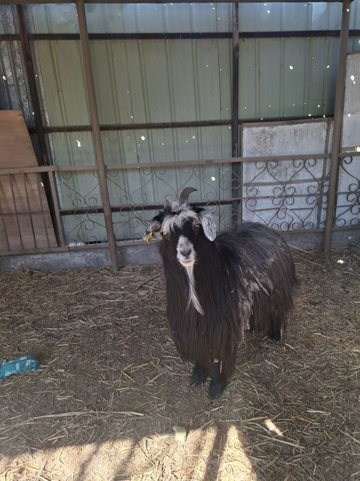 Продам козу срочно