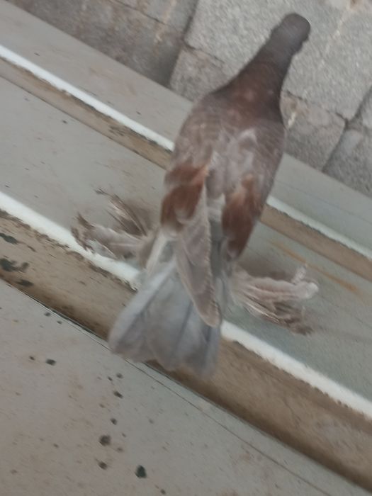 Голубь ПРЕУЧЕНЫЙ продаётся