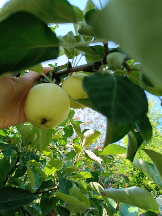 Дача в обществе природа.