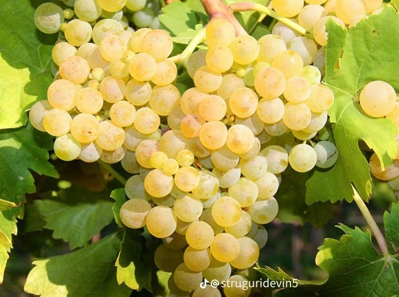 Struguri proaspeți pentru vin