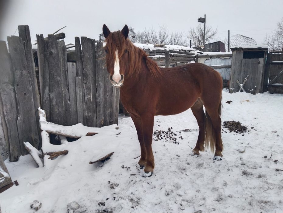 Айғыр 3,5 жаста.