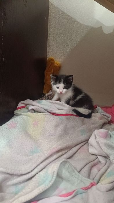 Отдам котят  ,1 месяц