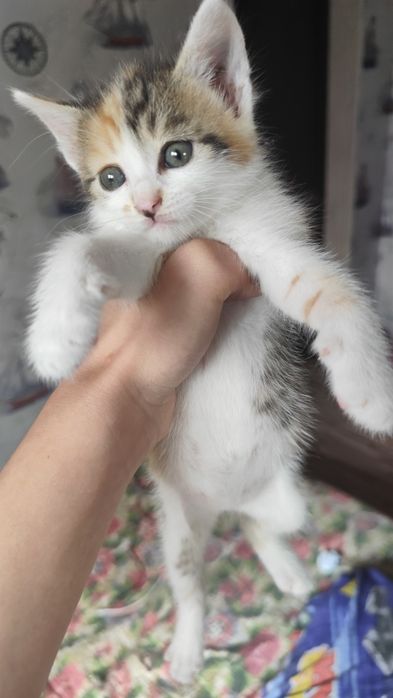 Котёнок, девочка
