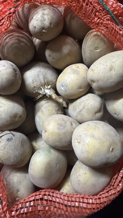 Семенной картофель домашний