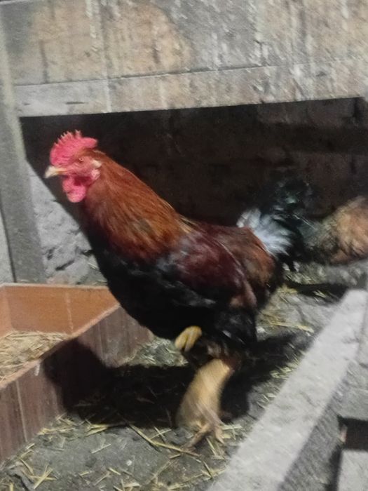 Продам молодого петуха.