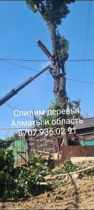 Спил деревьев,агаш кесемиз