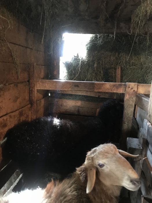 Продаются бараны