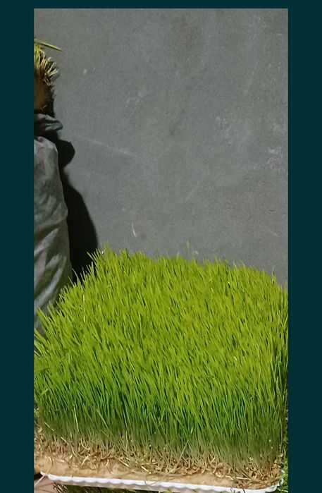 Гидропоника етиштирамиз ва заказ оламиз