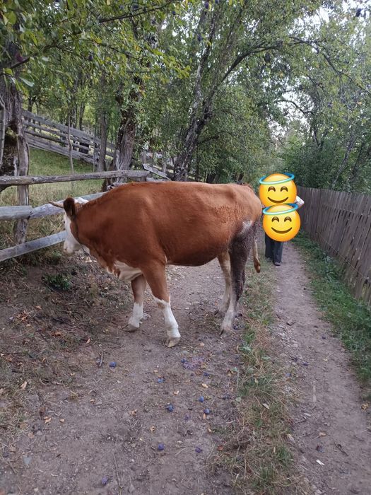 Vand juninca de 1 an jumate