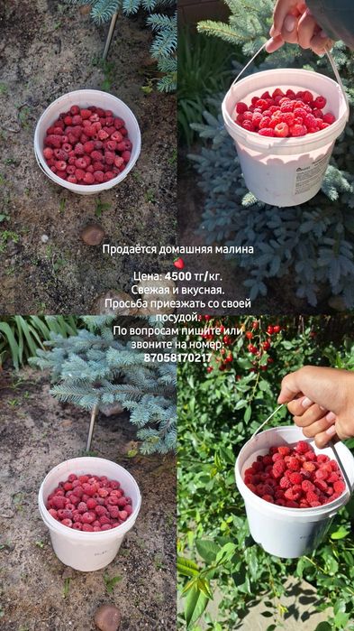 Малина домашняя,свежая