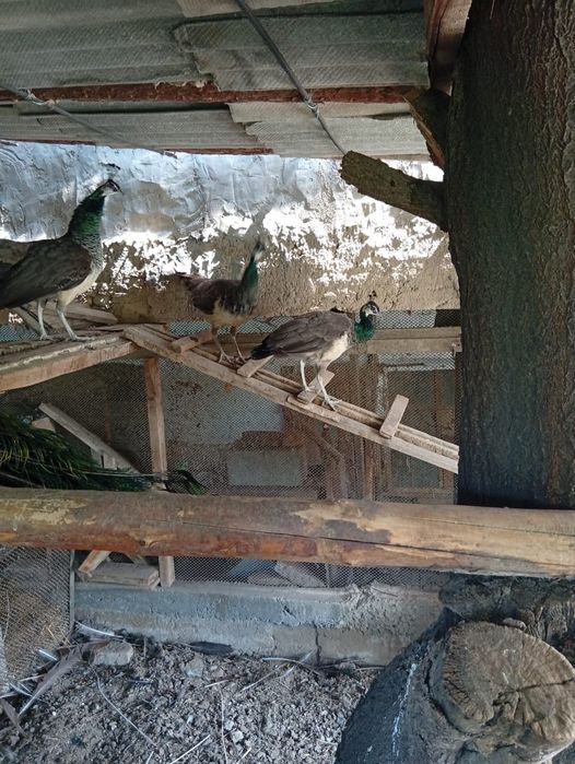 Продаются павлины