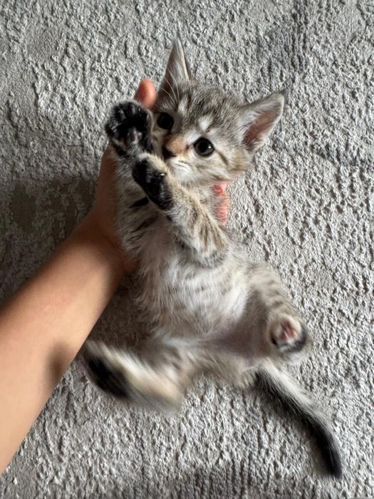 Отдам котят в добрые руки.