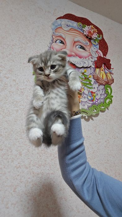 Шотландский фолд девичка и мальчик