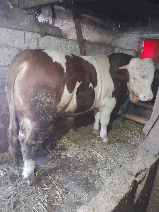 Taur bălțat de vînzare